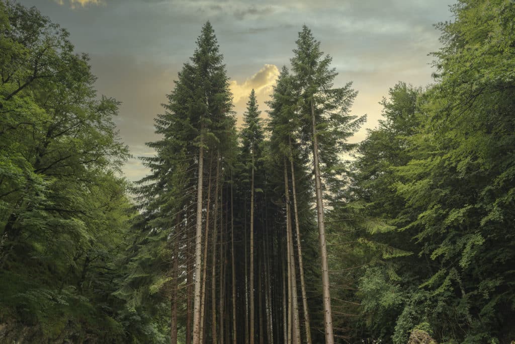 Forest in Irati jungle in Navarra, Spain