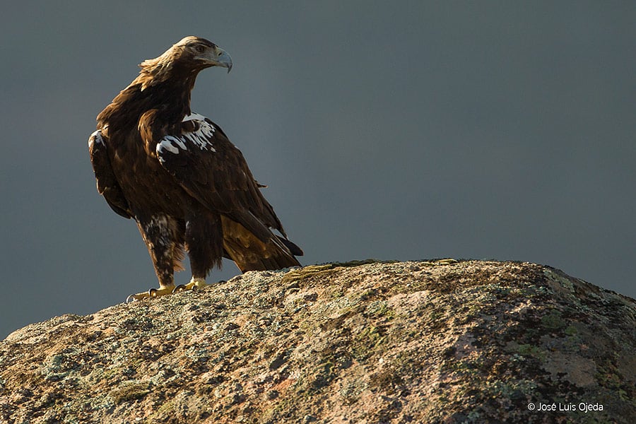 Águila Imperial en Andújar