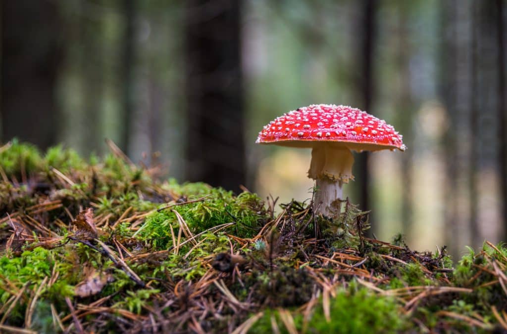 mushroom, amanita, setas en Soria