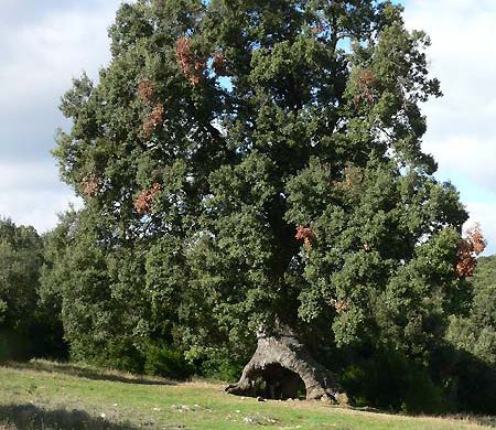El encino de las tres patas de Mendaza, entre los 10 árboles europeos del 2020