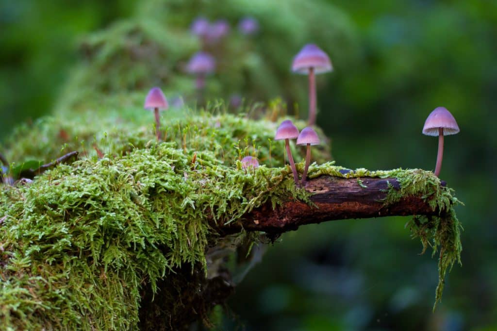 mushroom, moss, mini mushroom