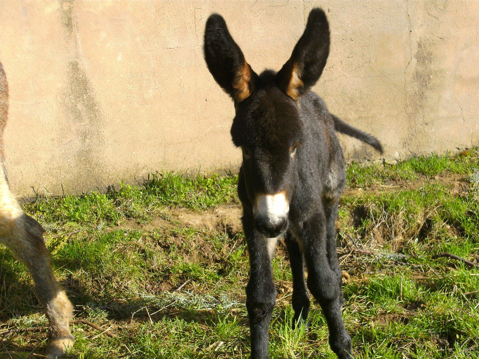 Burroterapia en casas rurales para niños