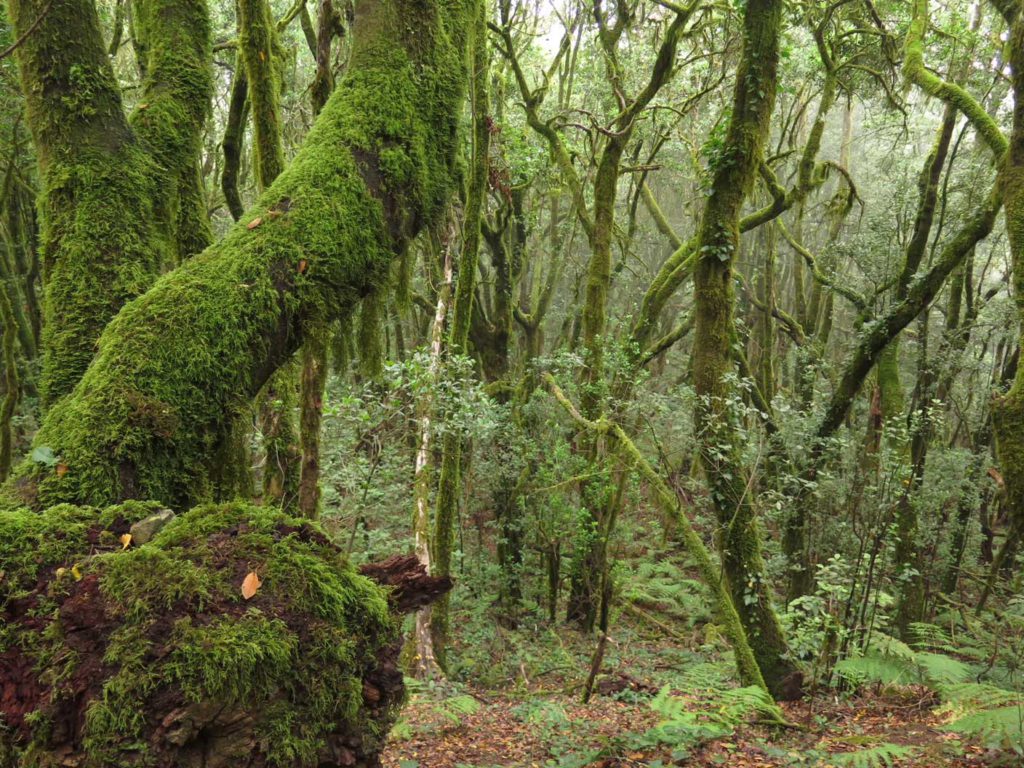 Ruta 2 del Parque Nacional de Garajonay