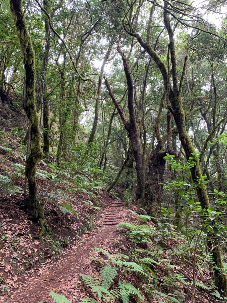 Ruta 2 del Parque Nacional de Garajonay