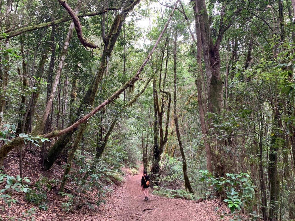 Ruta 2 del Parque Nacional de Garajonay