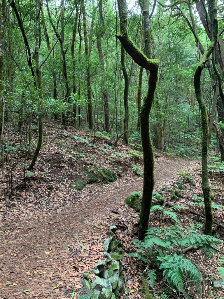 Ruta 2 del Parque Nacional de Garajonay