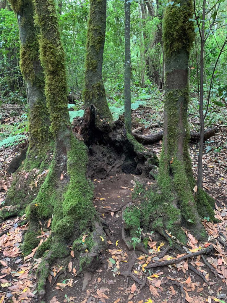 Ruta 2 del Parque Nacional de Garajonay