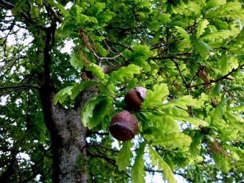 El bosque de árboles milenarios: los robledales de Ultzama y Basaburua