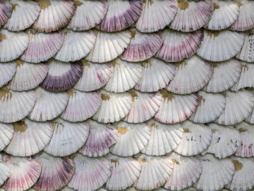 texture detail of facade chapel covered of scallop shells on Toja Island, Galicia, Spain.