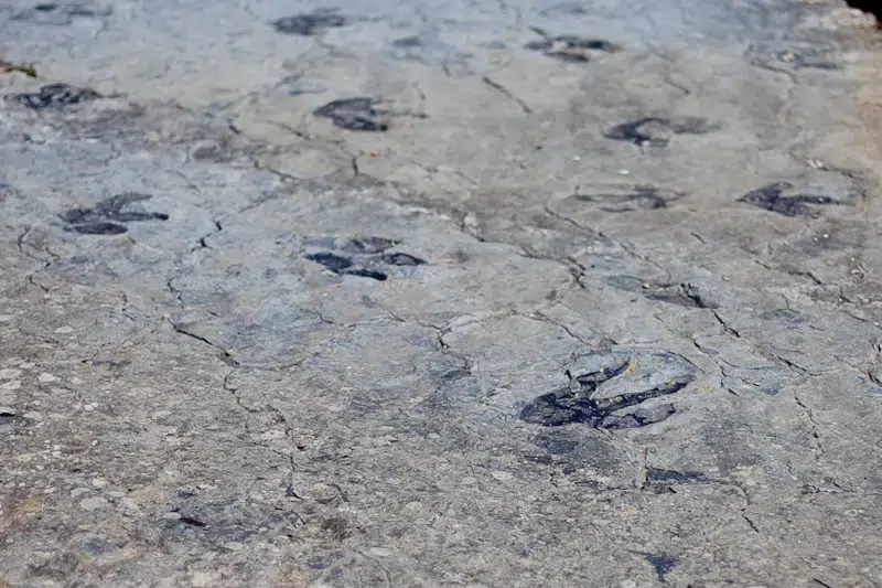 Icnitas de las Tierras Altas de Soria