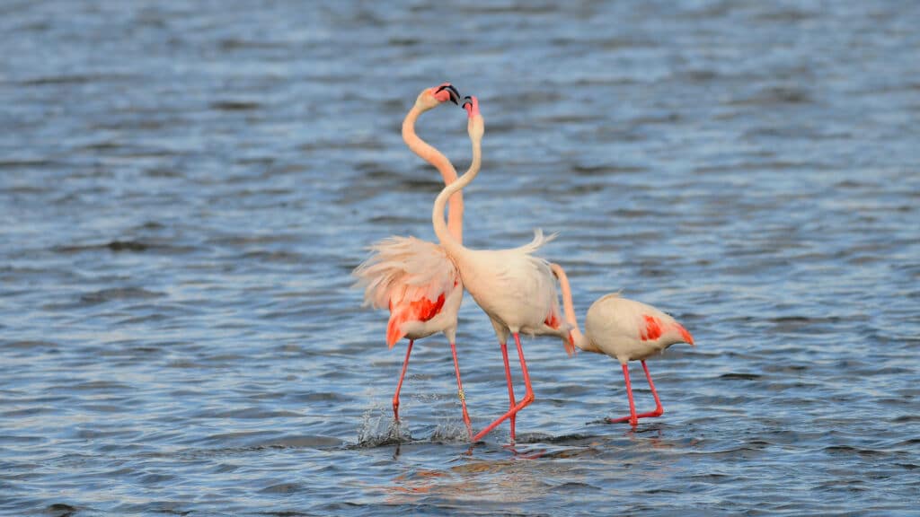 Flamencos en España.