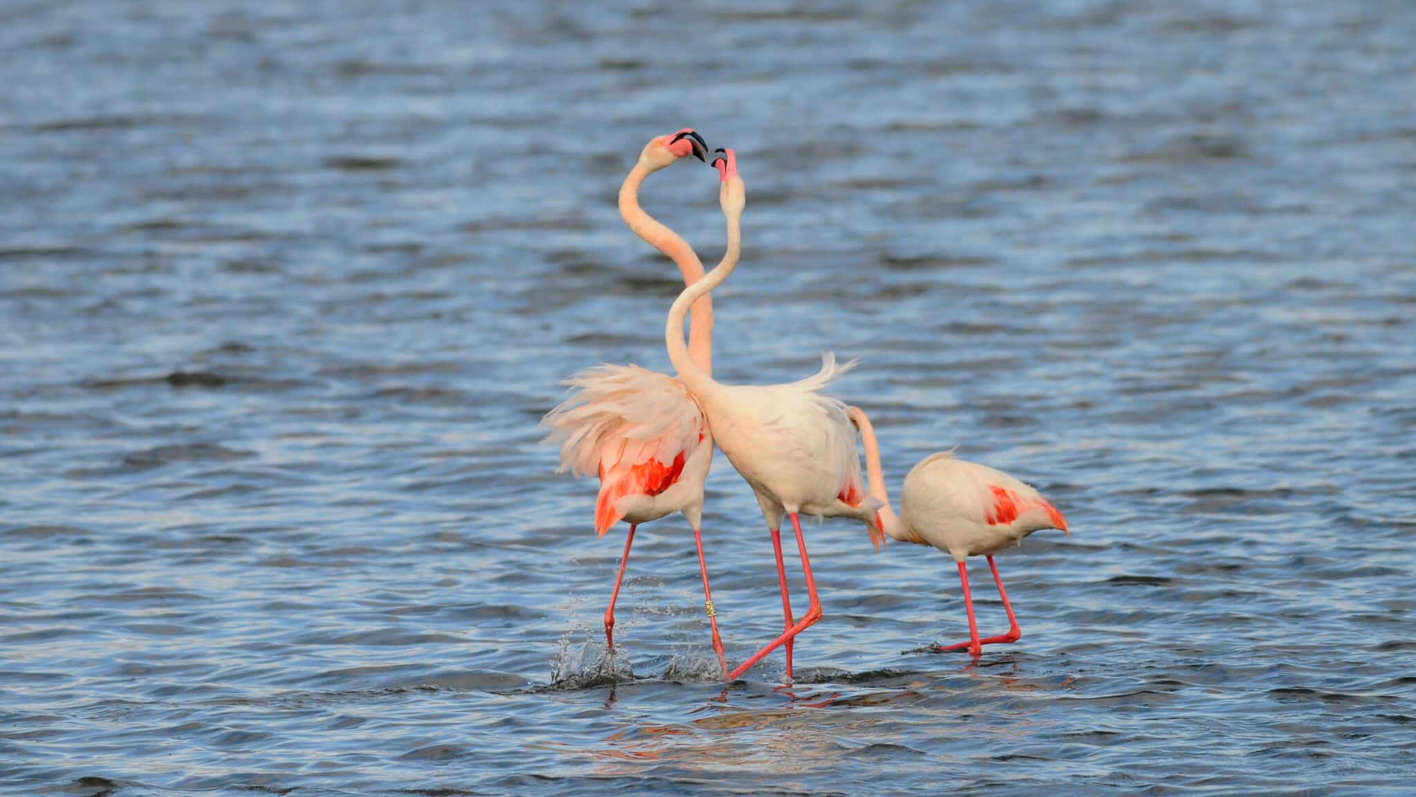 5 lugares de España donde podemos ver flamencos