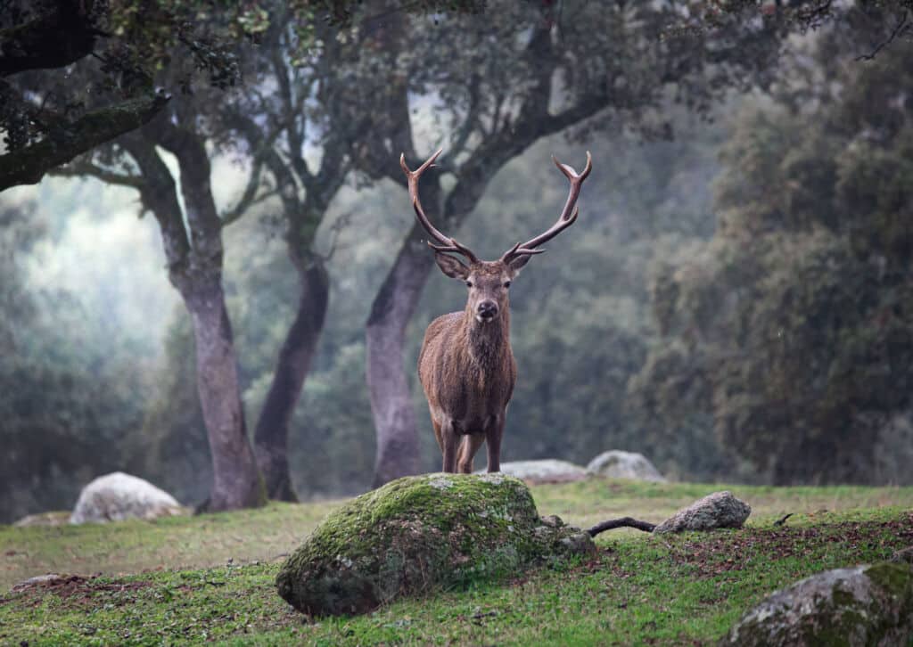 Un ciervo en la sierra de Andújar (Jaén). Por Ana Dracaena