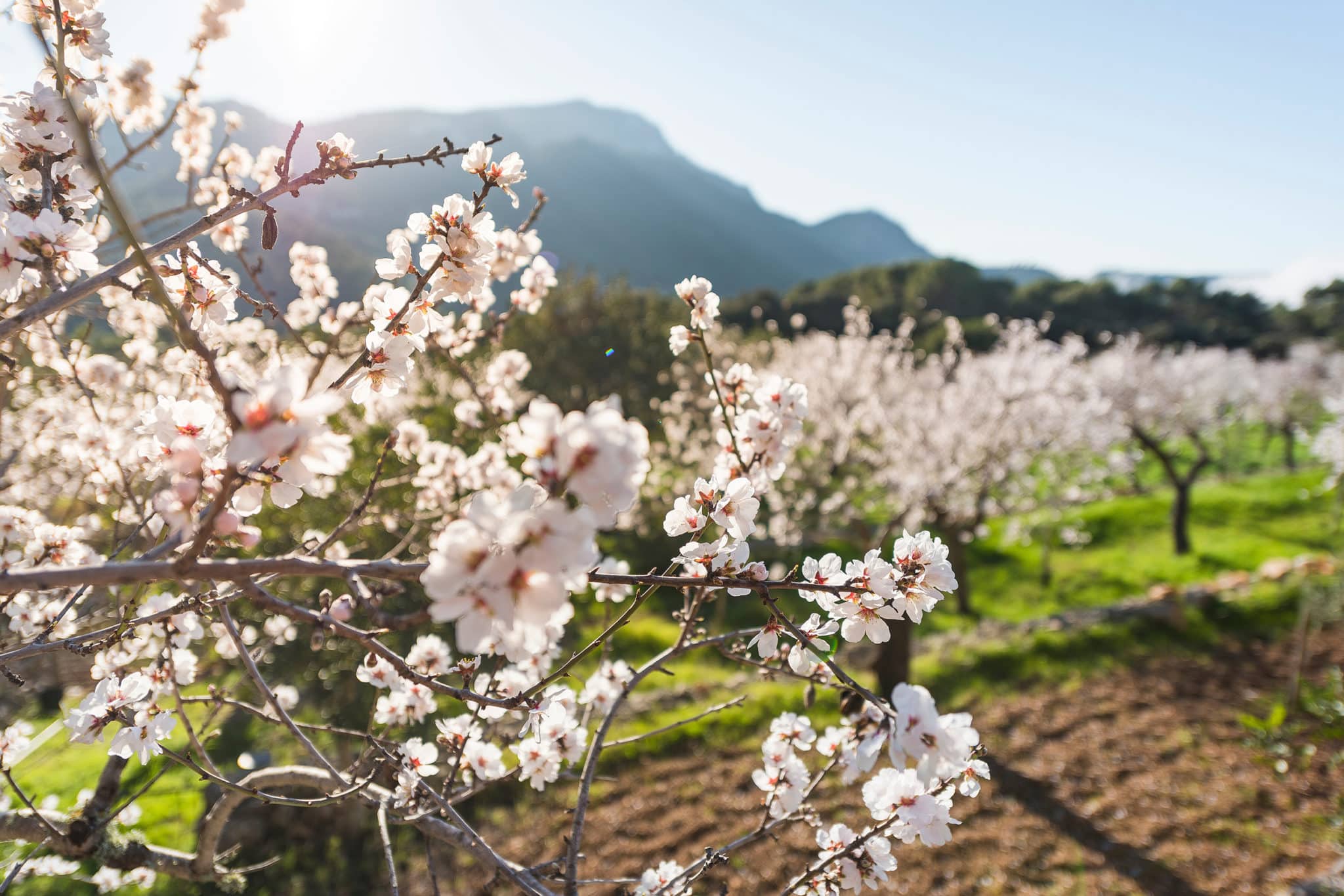 Qué ver y hacer en primavera en las Islas Baleares