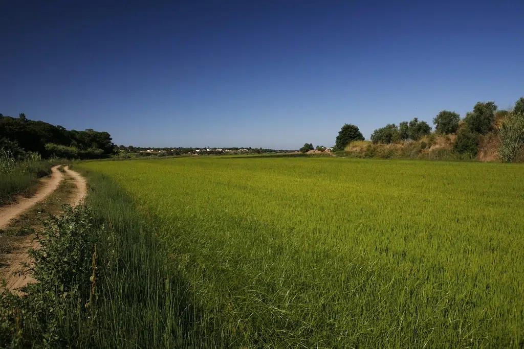 Arrozales en Melides. Por CHROMORANGE BUDGET