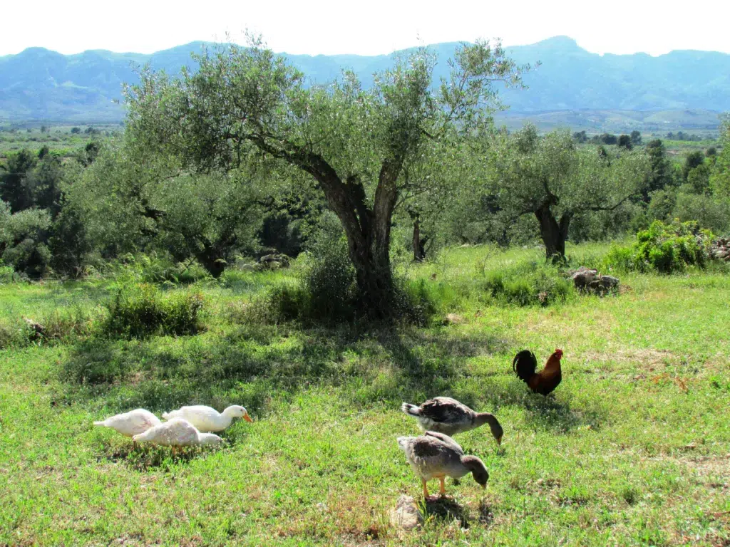 Casa Rural Mas del Pi (Tarragona)