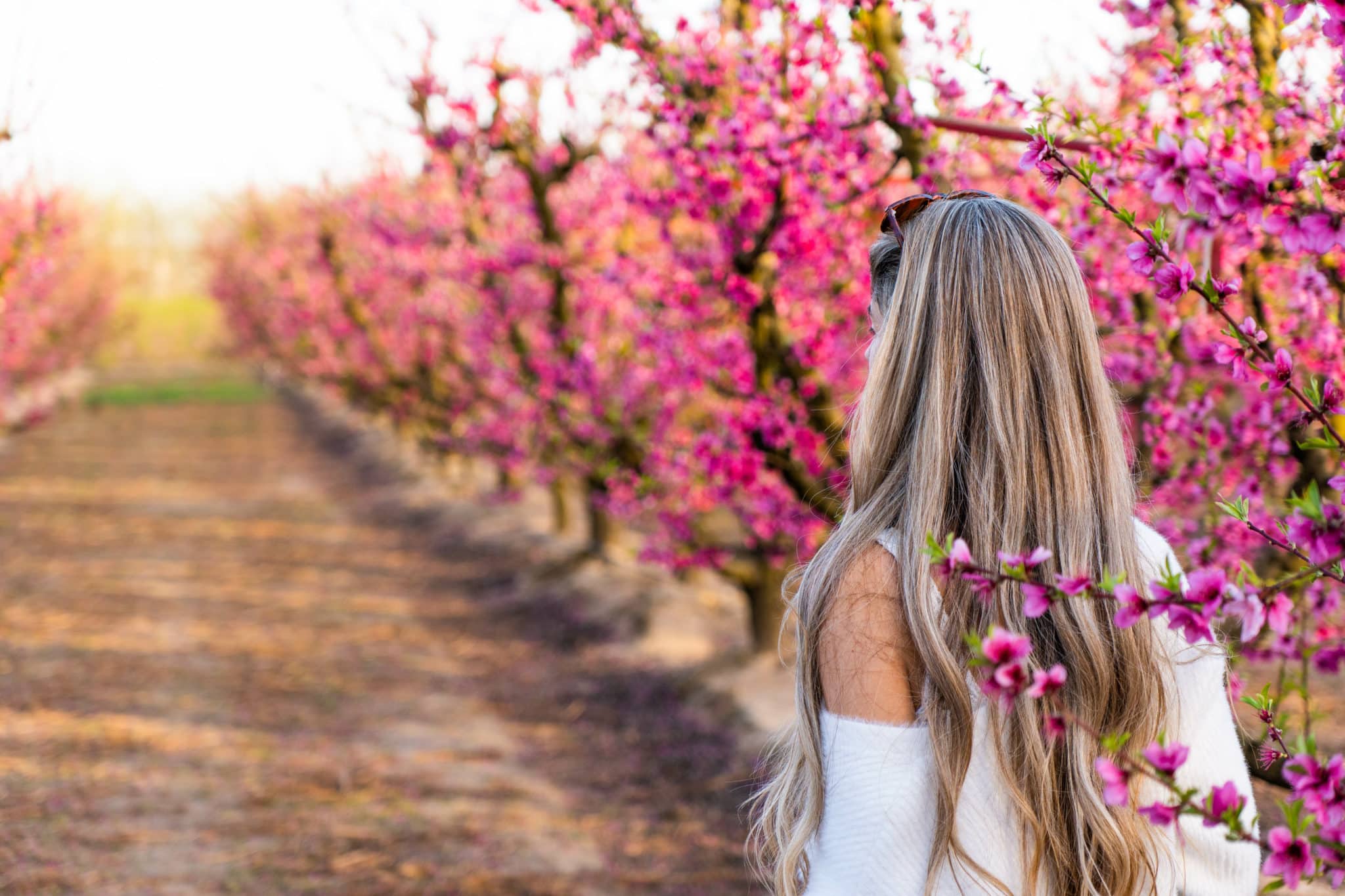 Primavera en Aitona. Por Nestor