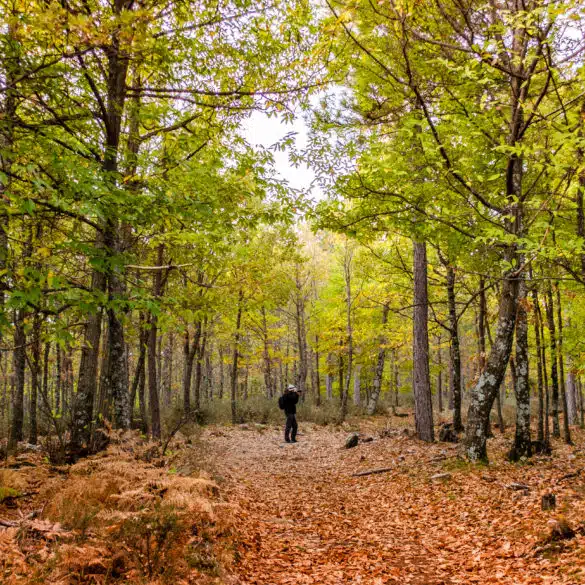 Otoño en Castilla y León