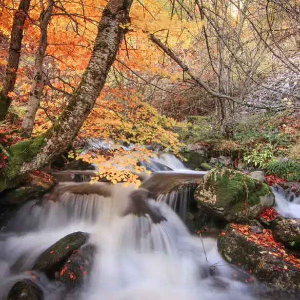 bosque en otoño en La Rioja