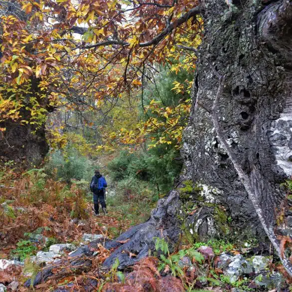 Castañar de Hervás. Por: Anna