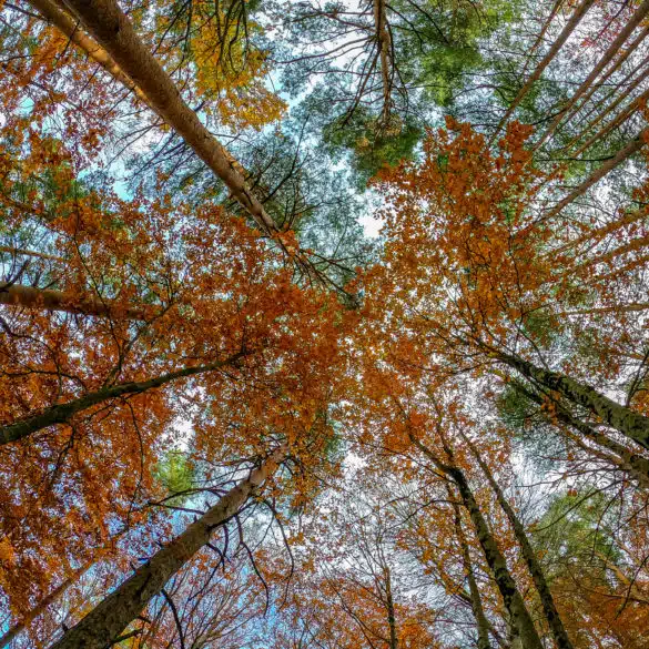 Otoño en Castilla y León