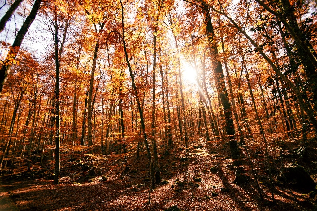 Fageda d'en Jordà