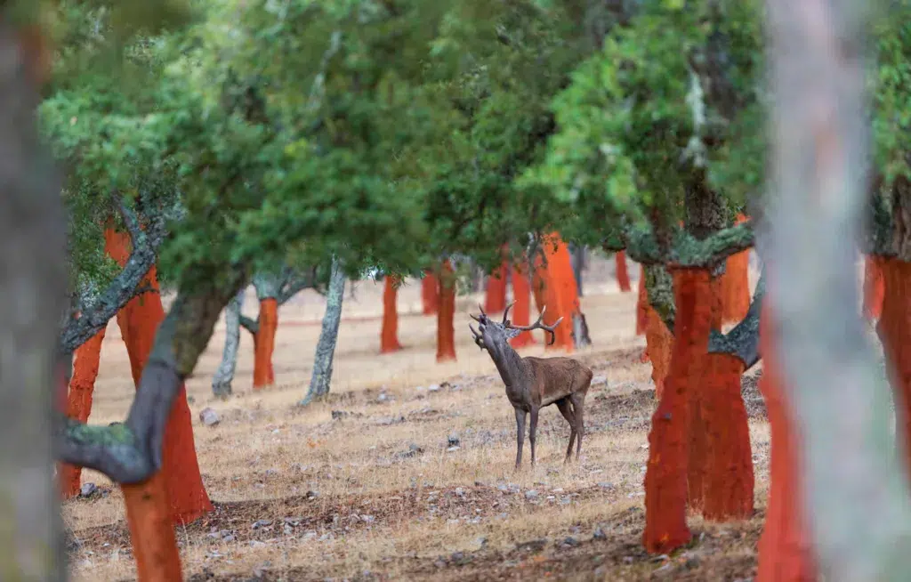 Berrea, ciervo en Cáceres.