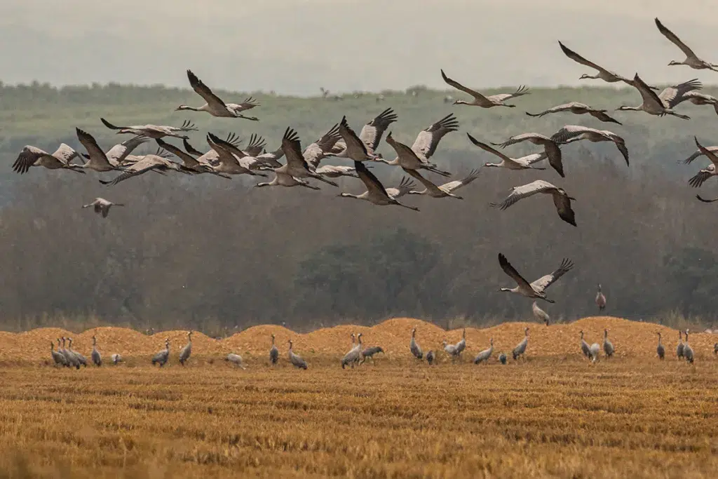 Grullas en Extremadura