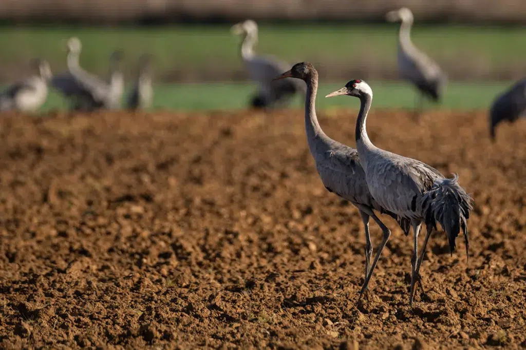 Grullas en Extremadura