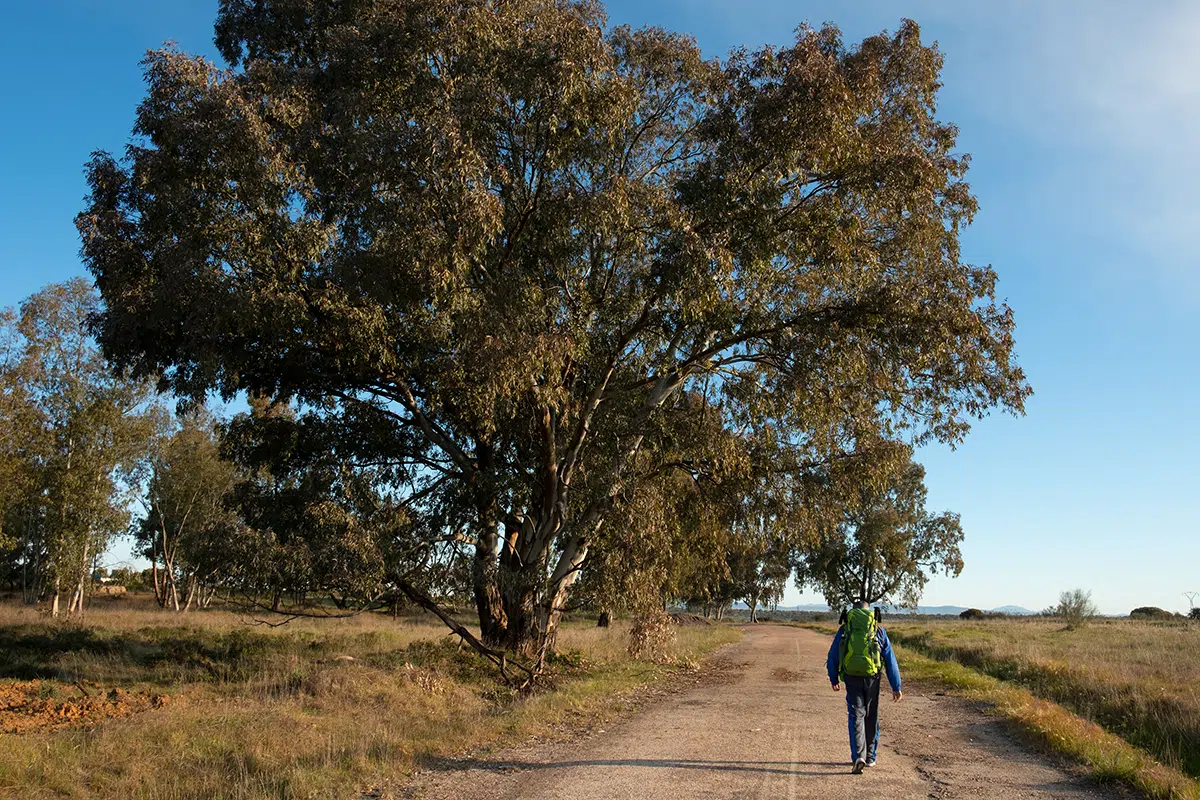 Peregrino de la Vía de la Plata entre las localidades extremeñas de Torremejía y Mérida