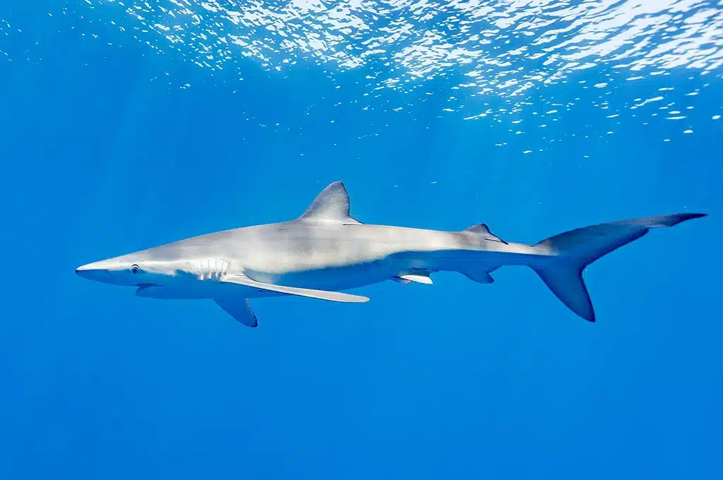 Tiburón azul