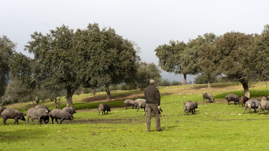 Motivos para desear ir a las Tierras de Cáceres y Trujillo