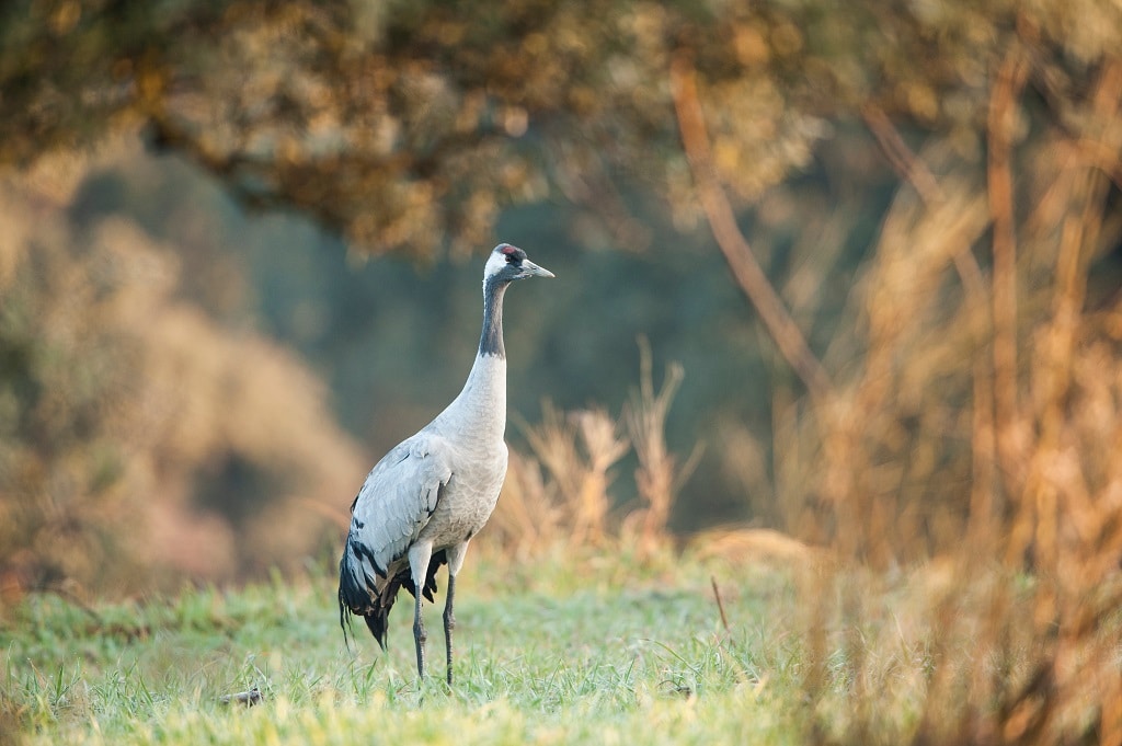 Grulla en Extremadura