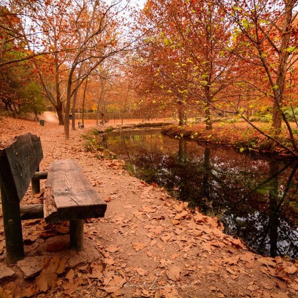 Un banco de madera se encuentra junto a un tranquilo estanque en un parque lleno de árboles otoñales. Las hojas caídas cubren el suelo y el follaje naranja y amarillo se refleja en el agua. La escena es tranquila y serena.