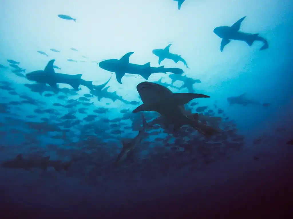 Banco de tiburones en Maldivas