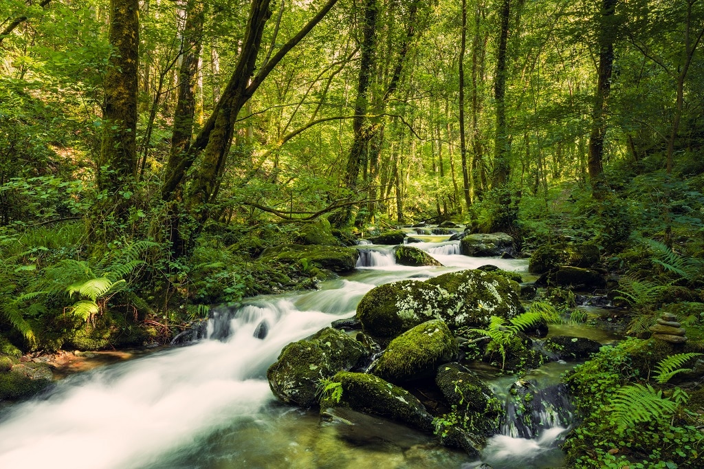 Bosques encantados: Fragas do Eume
