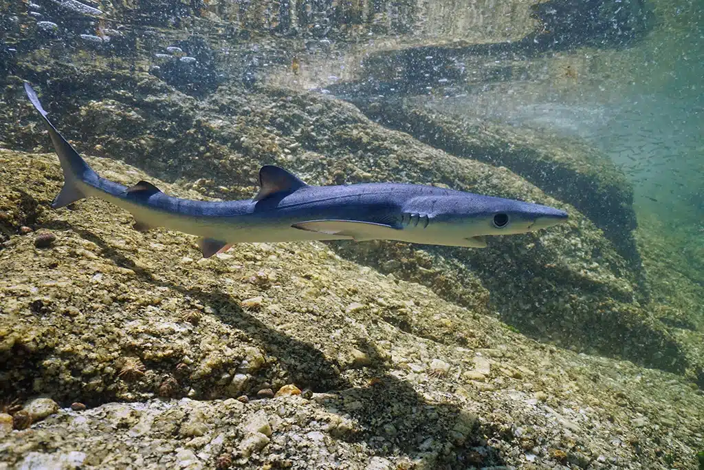 Tiburón azul en Galicia