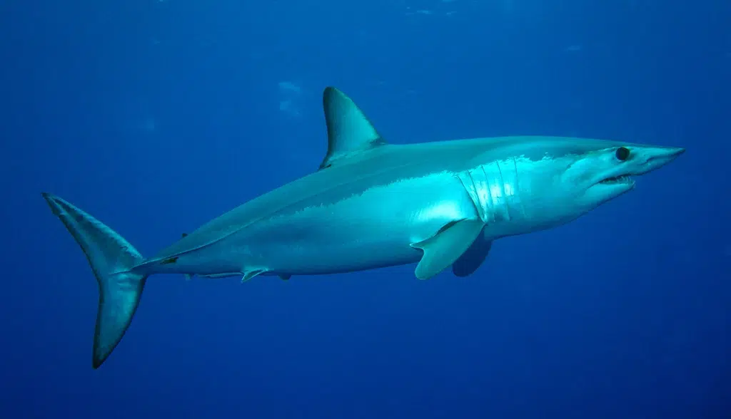 tiburón mako, marrajo común