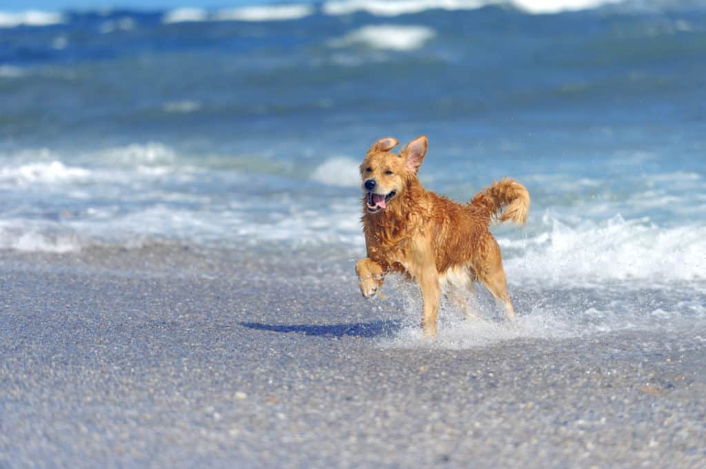 Perros en la playa