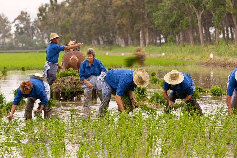 10 fiestas gastronómicas que no te puedes perder en Terres de l´Ebre