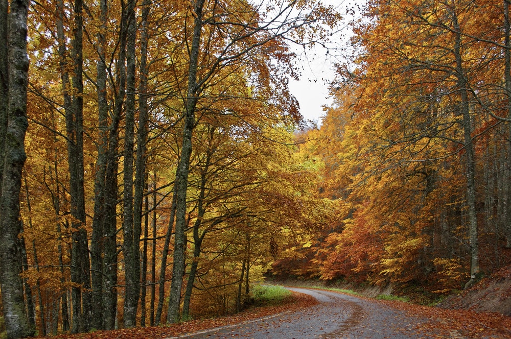 Selva de Irati, Navarra.