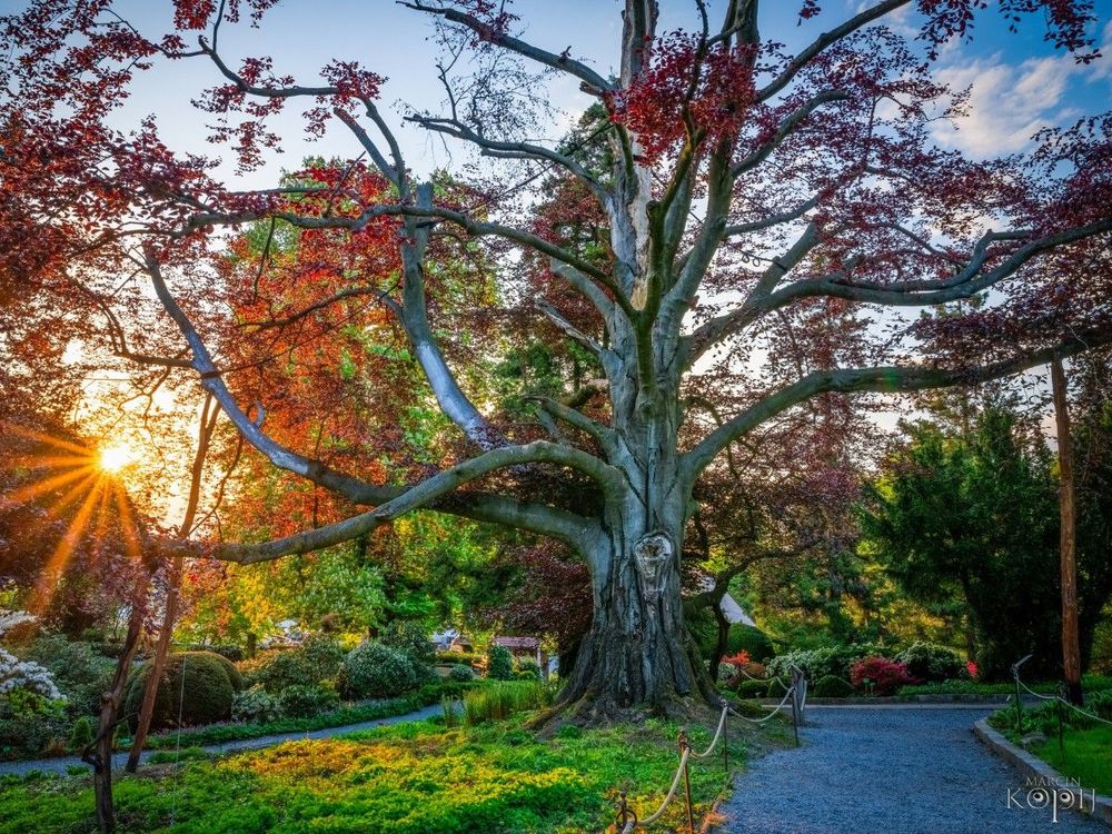 Haya polaca conocida como Heart of Garden. Página web Tree of the year. Por Marcin Kopij