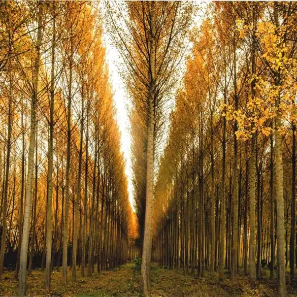 Planes para una escapada rural en otoño en Navarra