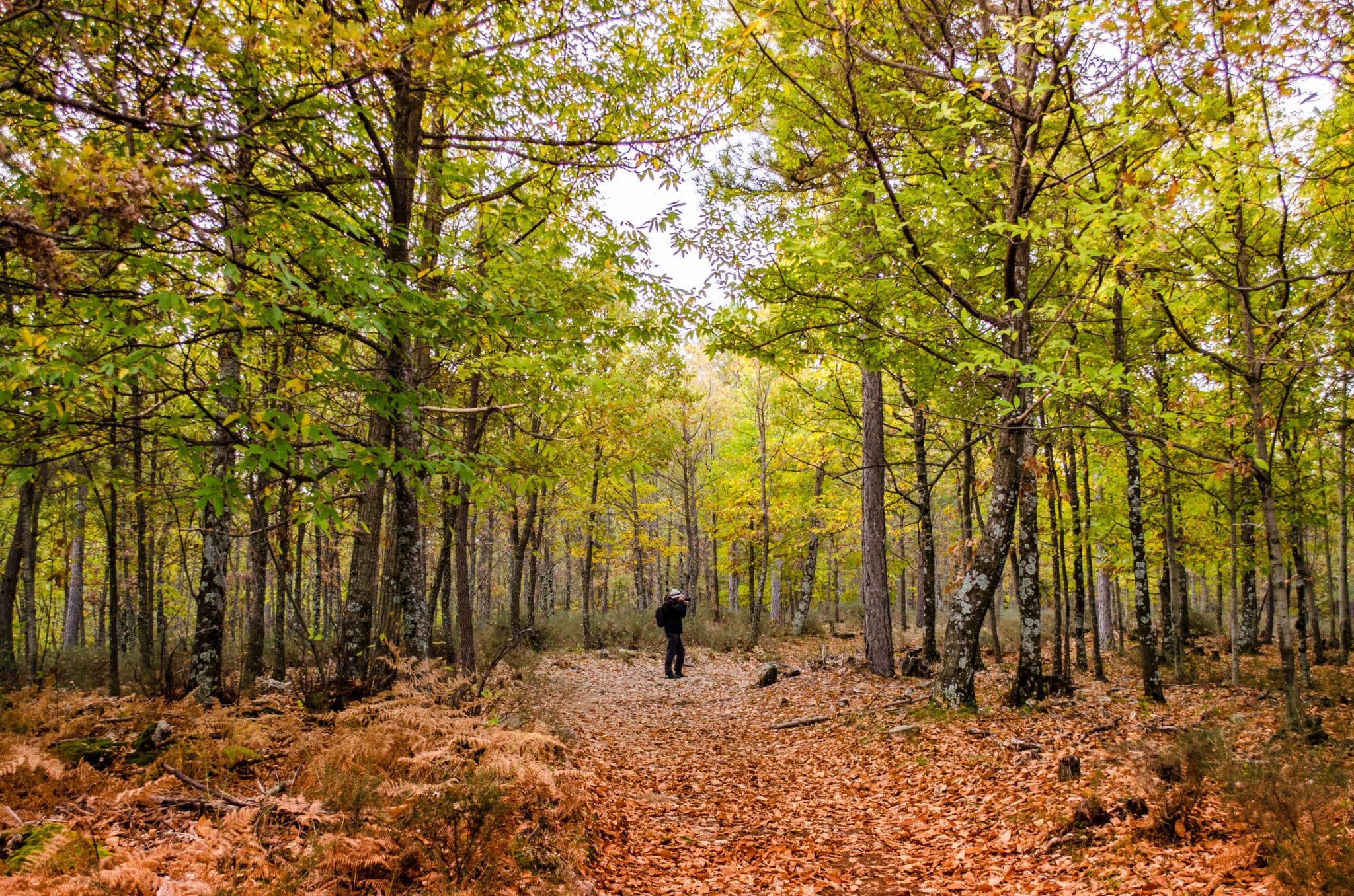 El fotógrafo está tomando una foto de un paisaje del otoño en el castañar de El Tiemblo, España de DoloresGiraldez