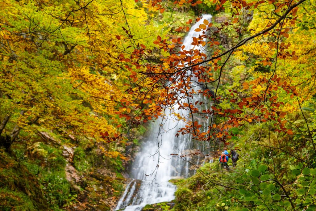 Ramas de haya con hojas de color ocre en otoño con la Cascada del Xiblu al fondo. Hayedo de Montegrande. Ruta de senderismo. Cordillera Cantábrica, Asturias, España de LFRabanedo