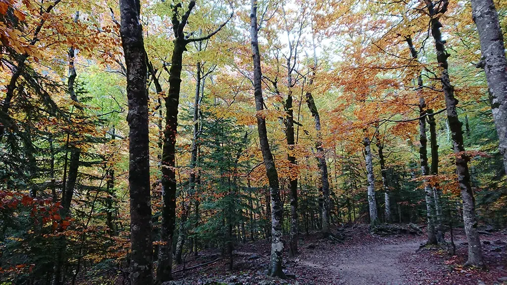 Bosque de ribera durante el sendero adaptado de la pradera de Ordesa. Por Heparina1985
