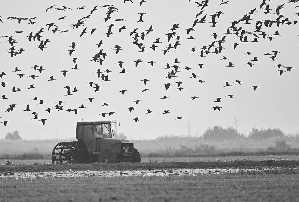 La agricultura y la naturaleza. Por Antonio Medina García.