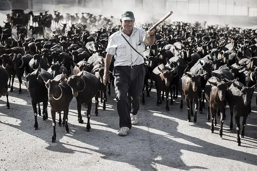 Granja de cabras lecheras. Por Andrés García Mellado.