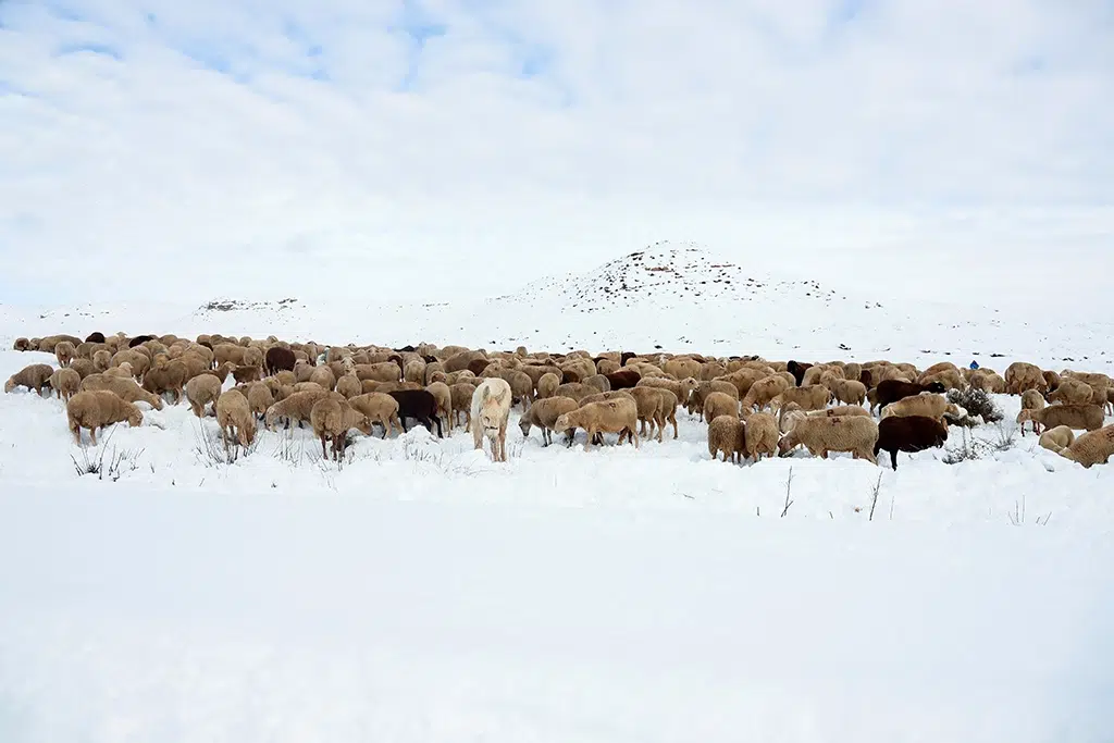 Chuletillas de cordero muy naturales. Por Alberto Villafranca Escribano.