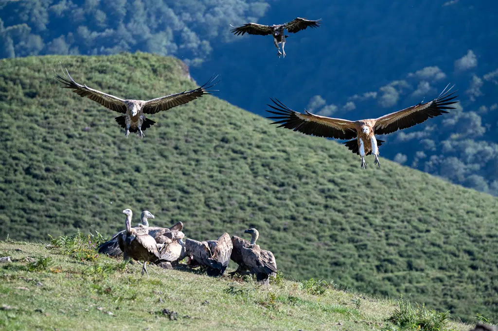 avistamiento de aves, buitres. Bizkaia